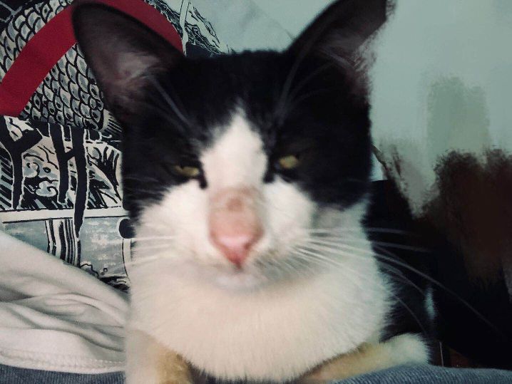 猫图片|宠物猫|猫咪|