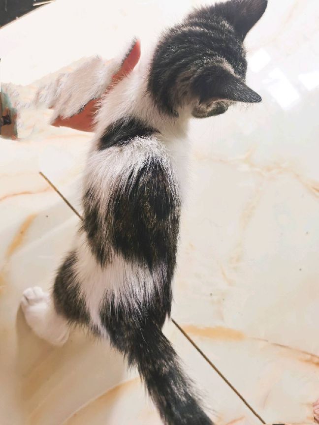 猫图片|宠物猫|猫咪|