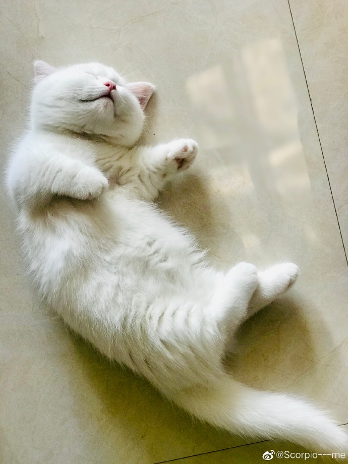 猫图片|宠物猫|猫咪|