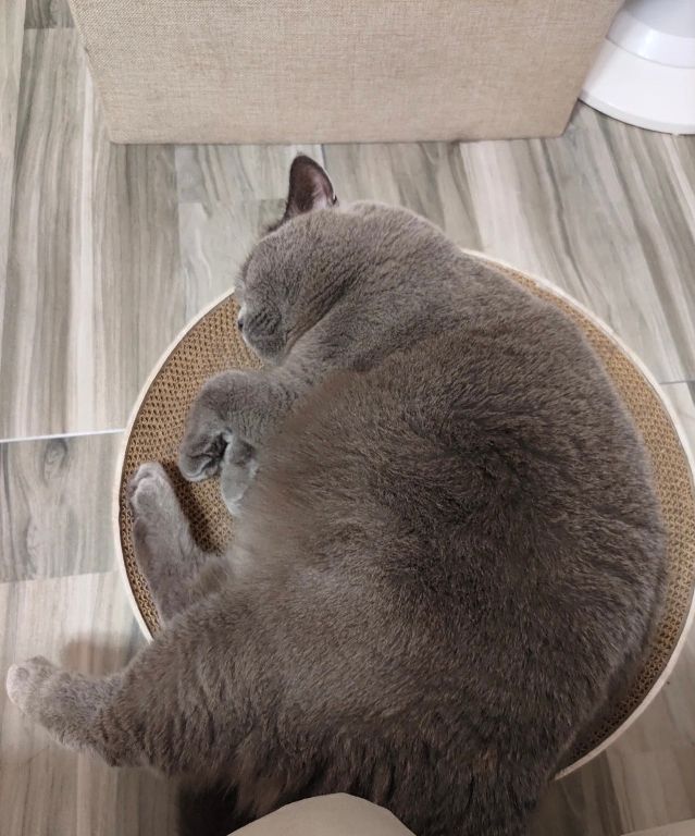 猫图片|宠物猫|猫咪|