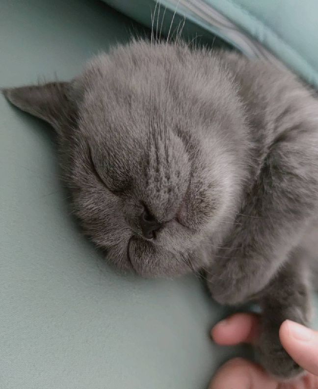 猫图片|宠物猫|猫咪|