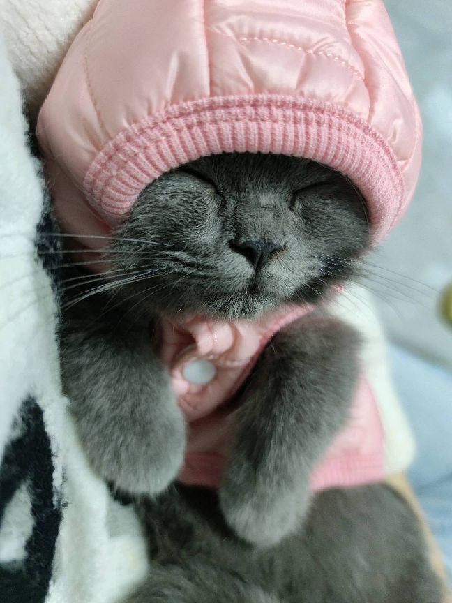 猫图片|宠物猫|猫咪|