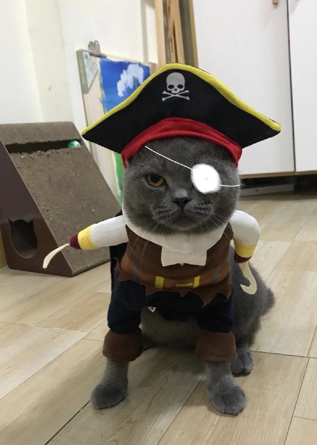 猫图片|宠物猫|猫咪|