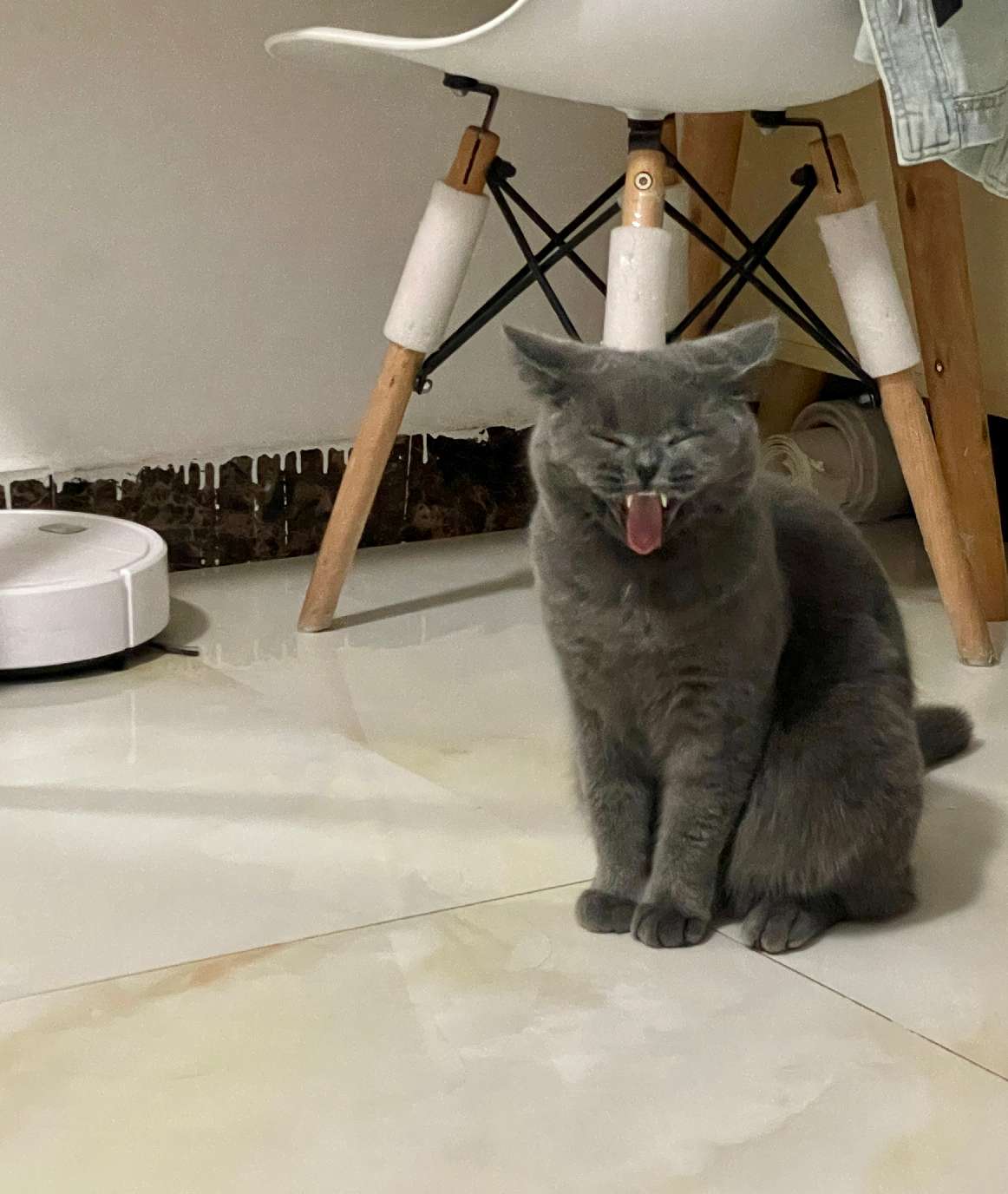 猫图片|宠物猫|猫咪|