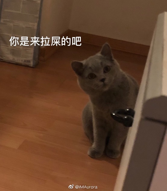 猫图片|宠物猫|猫咪|