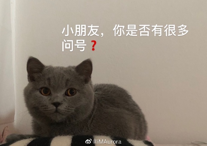 猫图片|宠物猫|猫咪|