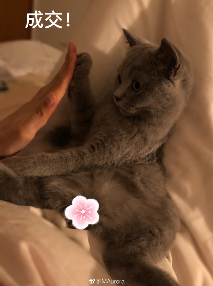 猫图片|宠物猫|猫咪|