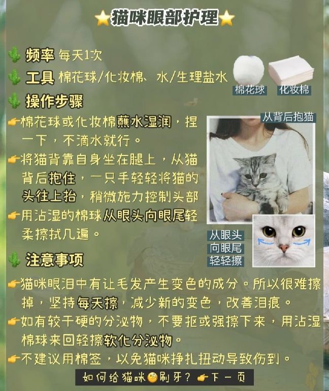 猫图片|宠物猫|猫咪|