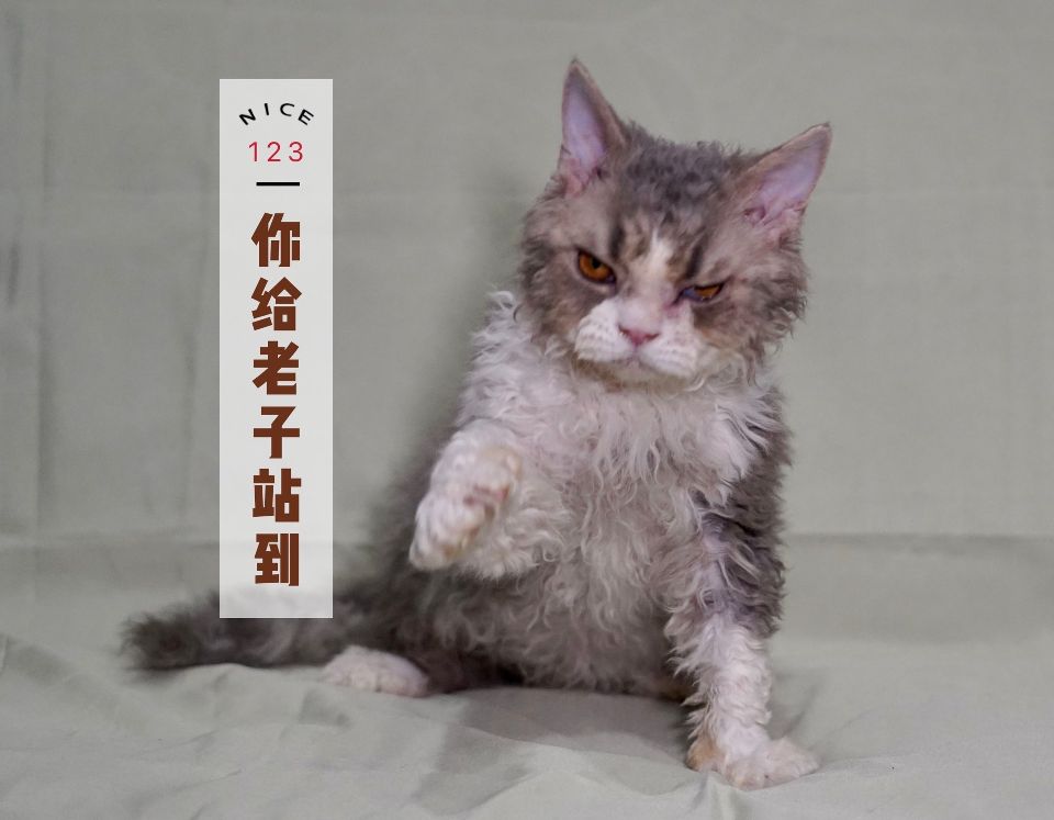 猫图片|宠物猫|猫咪|