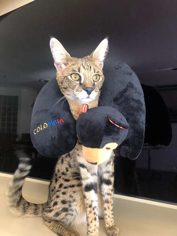 猫图片|宠物猫|猫咪|