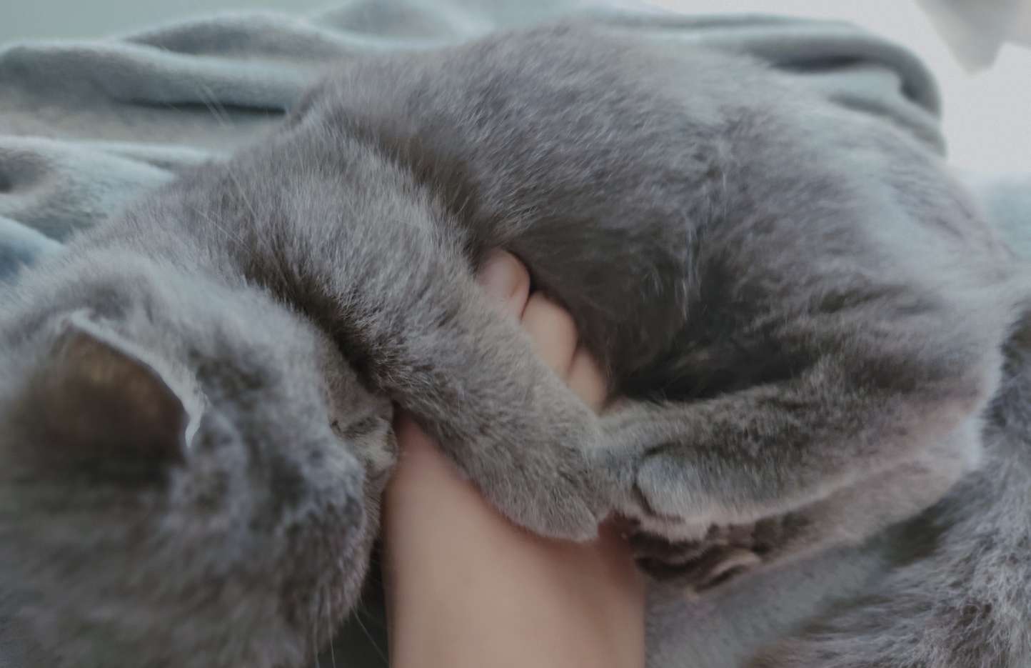 猫图片|宠物猫|猫咪|