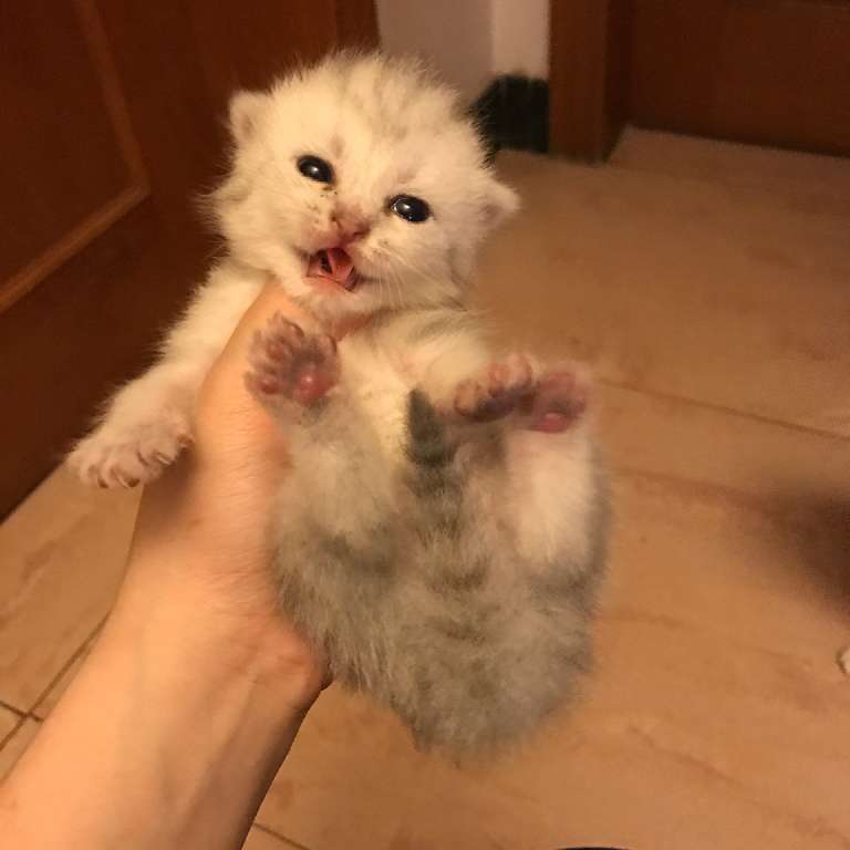 猫图片|宠物猫|猫咪|