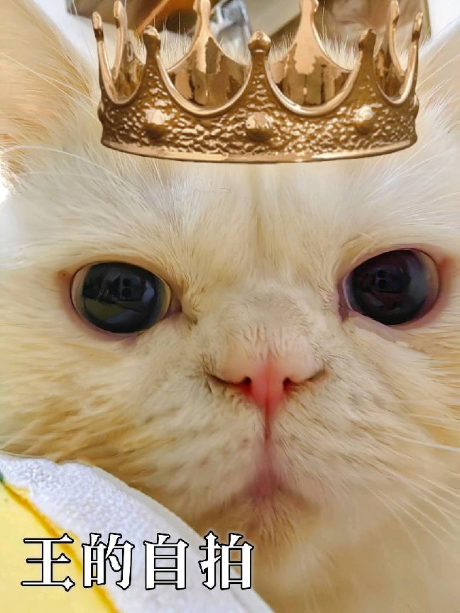 猫图片|宠物猫|猫咪|