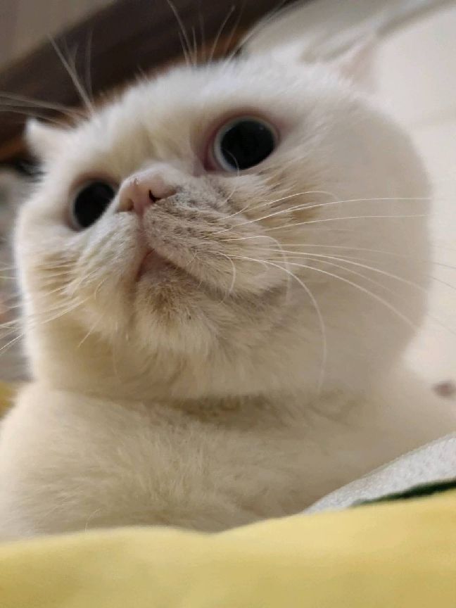 猫图片|宠物猫|猫咪|