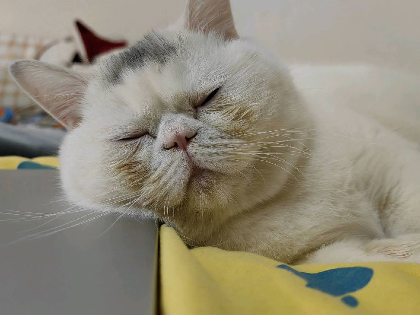 猫图片|宠物猫|猫咪|