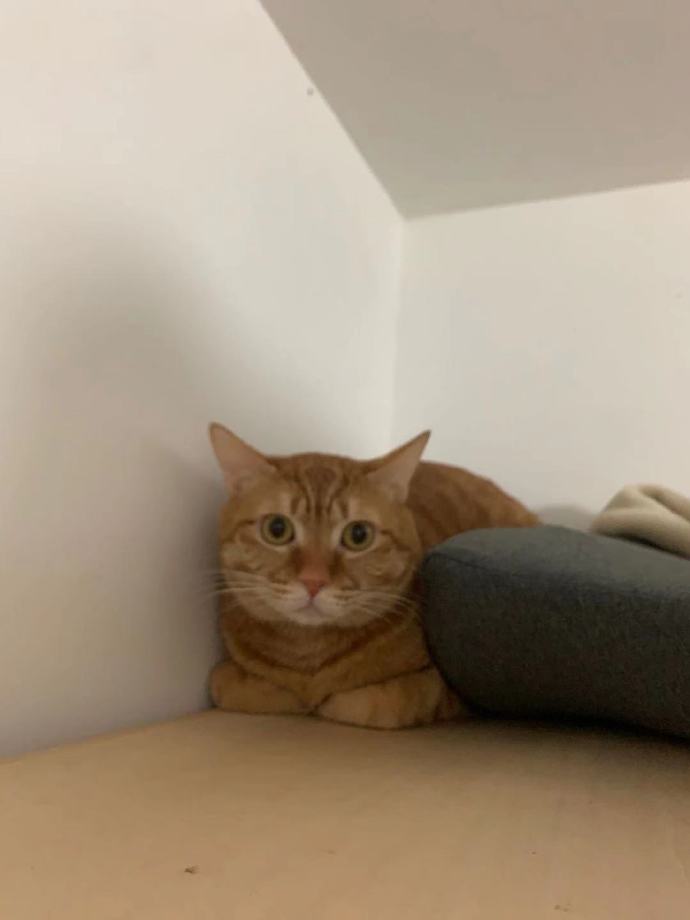 猫图片|宠物猫|猫咪|