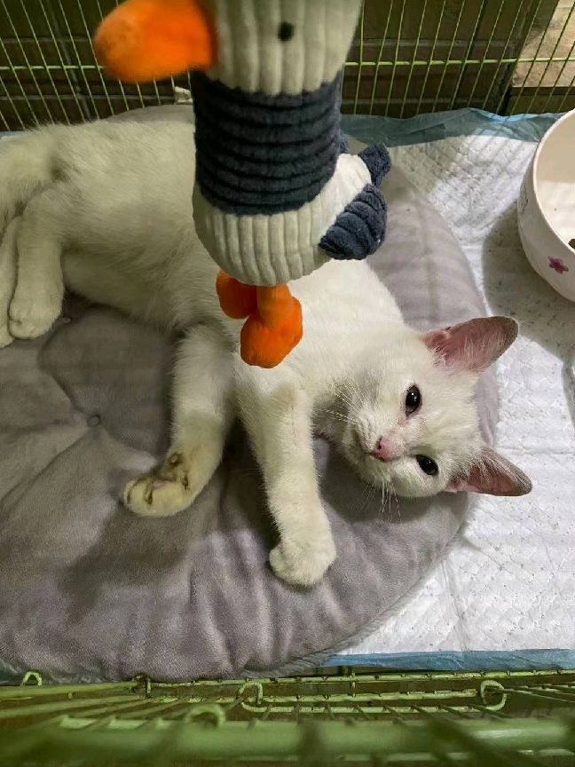 猫图片|宠物猫|猫咪|