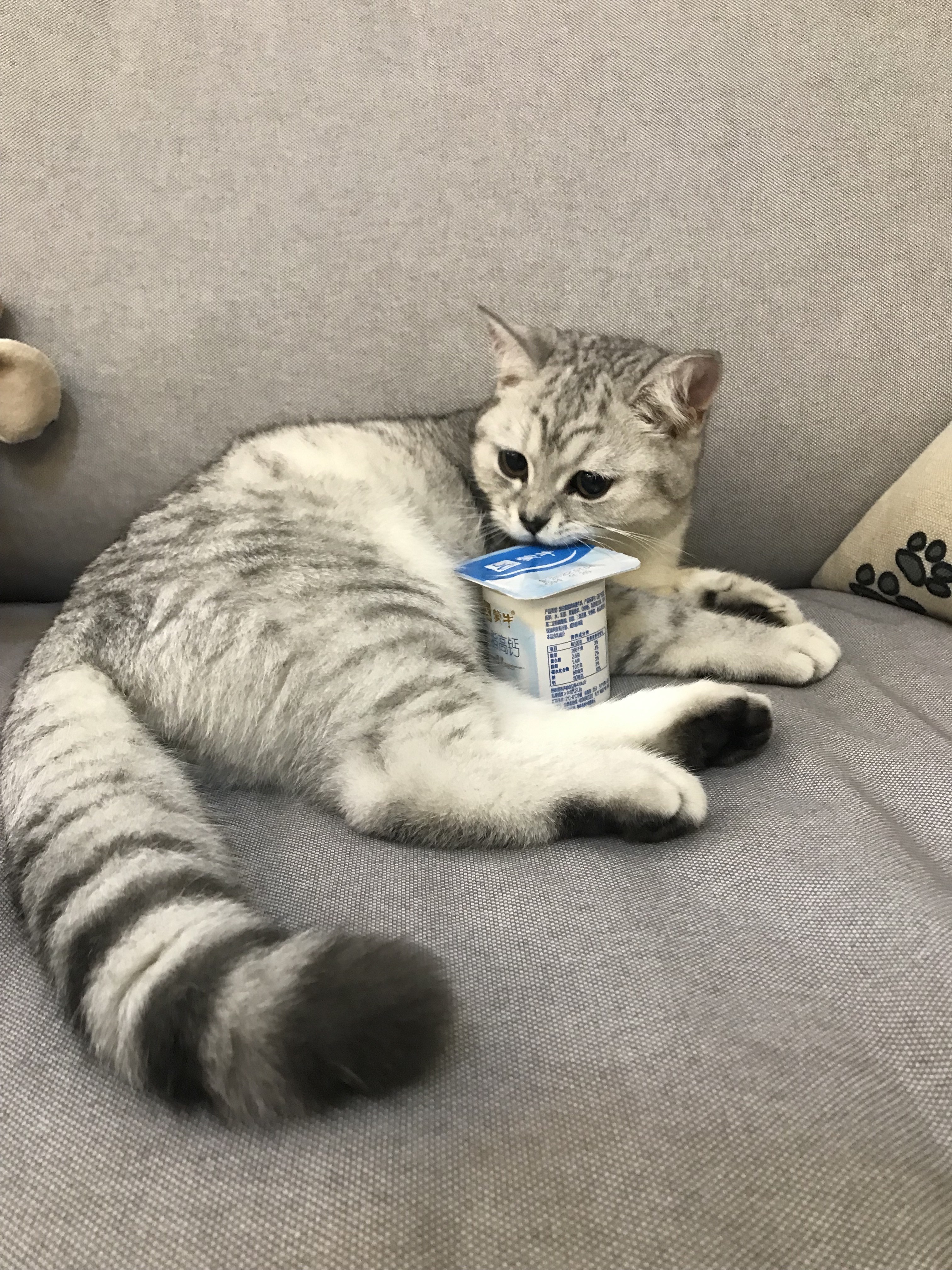 猫图片|宠物猫|猫咪|