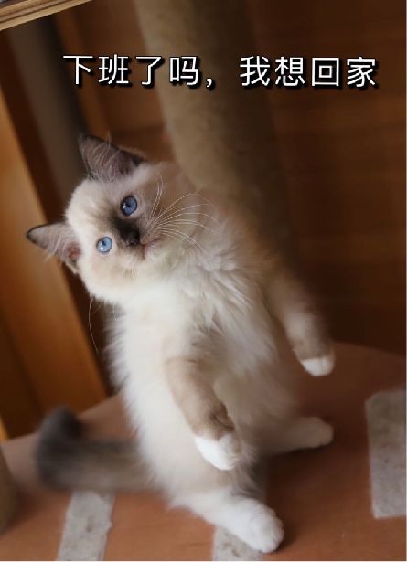 猫图片|宠物猫|猫咪|
