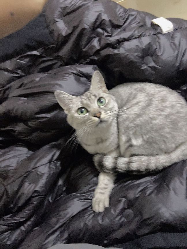 猫图片|宠物猫|猫咪|