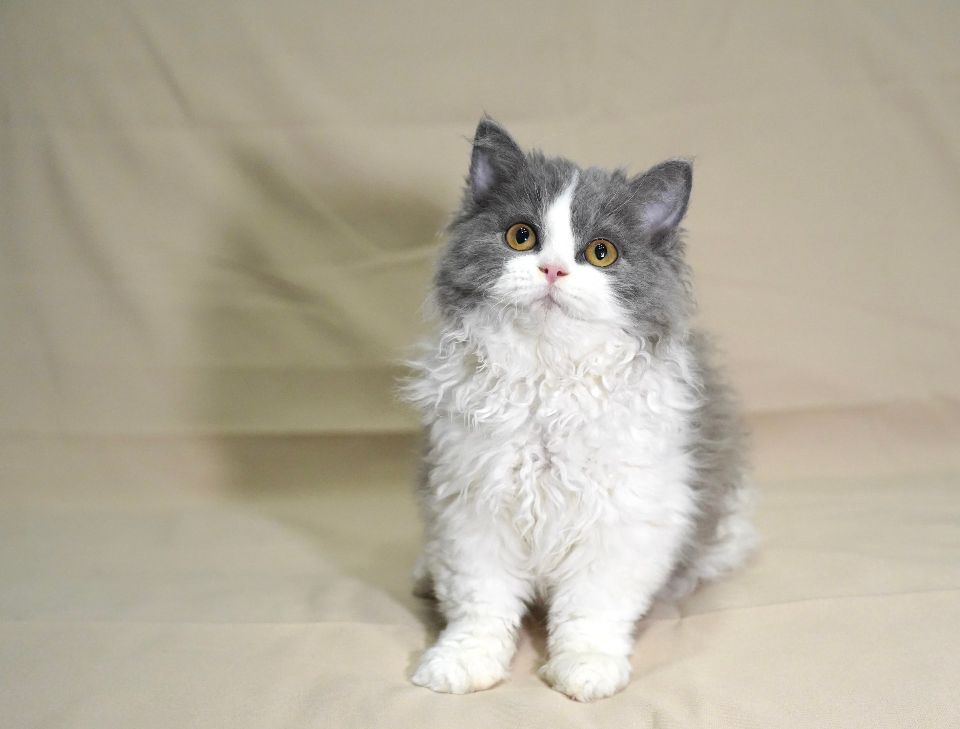 猫图片|宠物猫|猫咪|