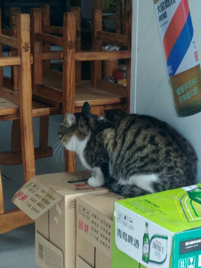 猫图片|宠物猫|猫咪|