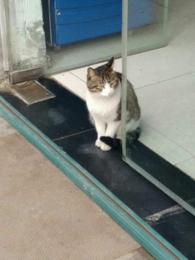 猫图片|宠物猫|猫咪|