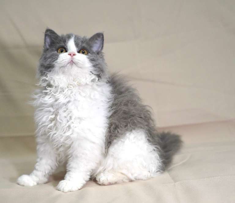 猫图片|宠物猫|猫咪|