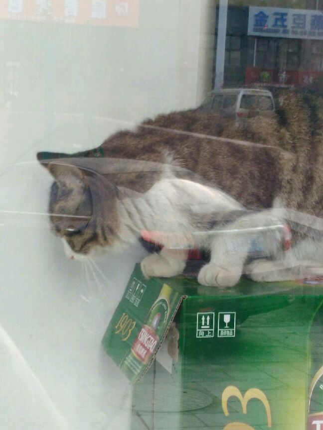猫图片|宠物猫|猫咪|