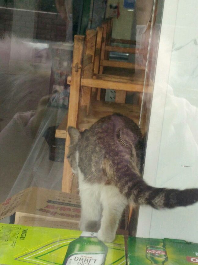猫图片|宠物猫|猫咪|