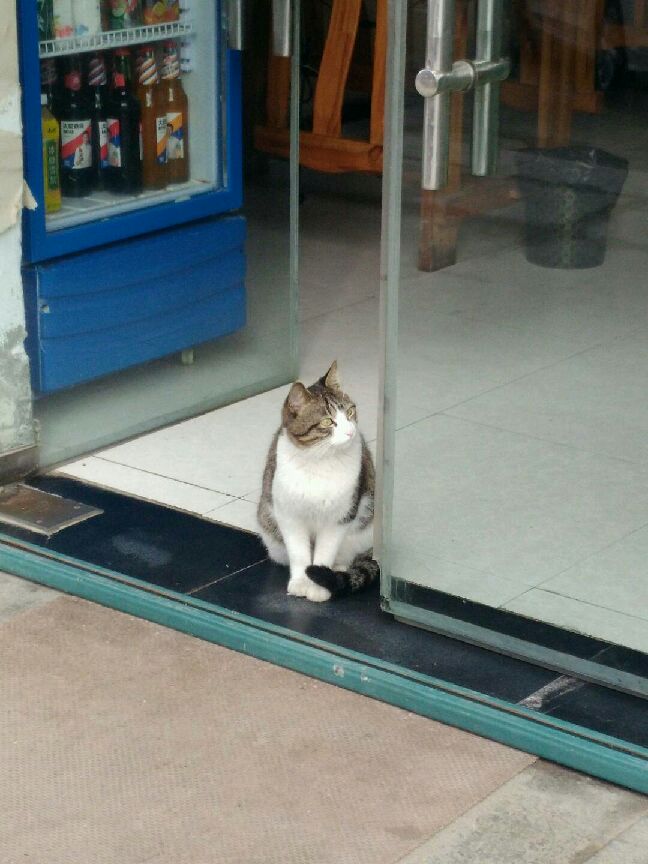猫图片|宠物猫|猫咪|