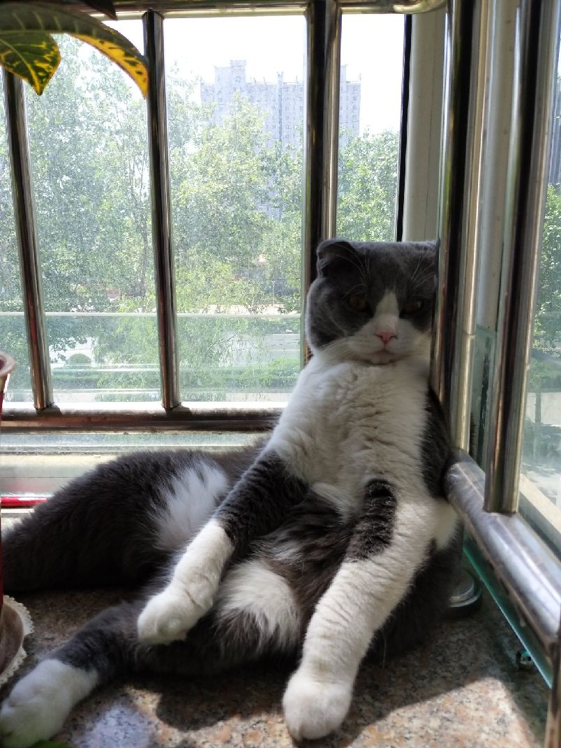 猫图片|宠物猫|猫咪|