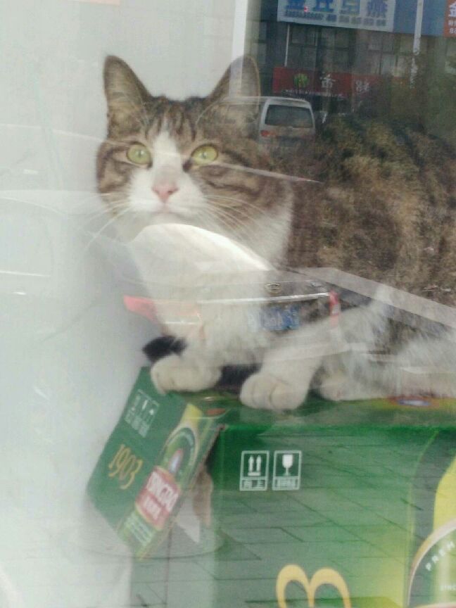 猫图片|宠物猫|猫咪|