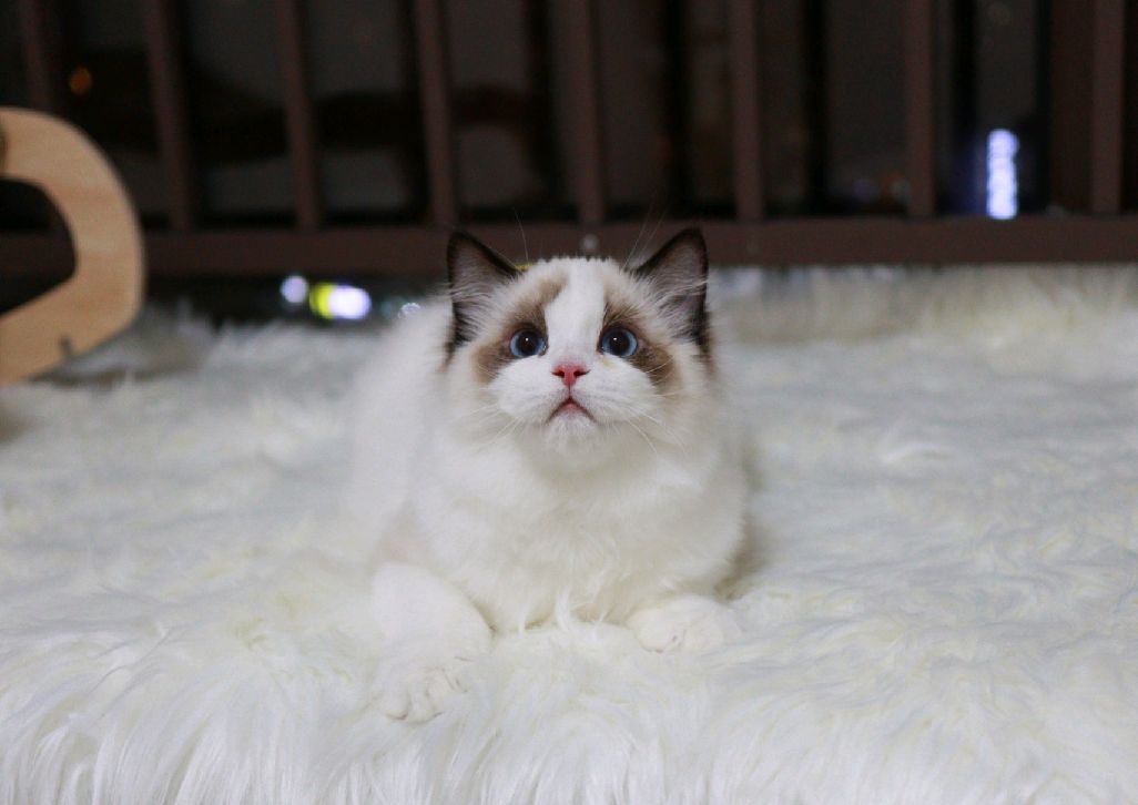 猫图片|宠物猫|猫咪|