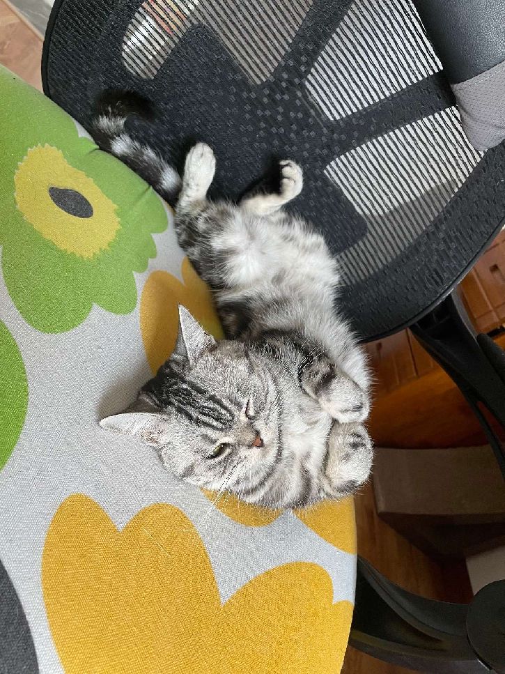 猫图片|宠物猫|猫咪|