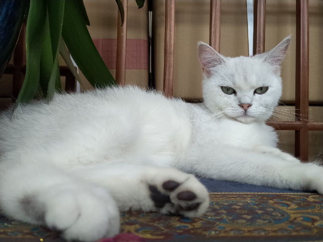 猫图片|宠物猫|猫咪|