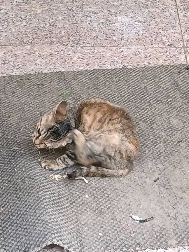 猫图片|宠物猫|猫咪|