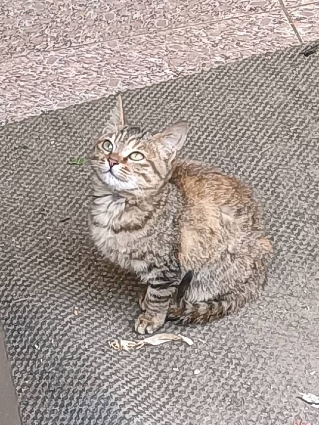 猫图片|宠物猫|猫咪|