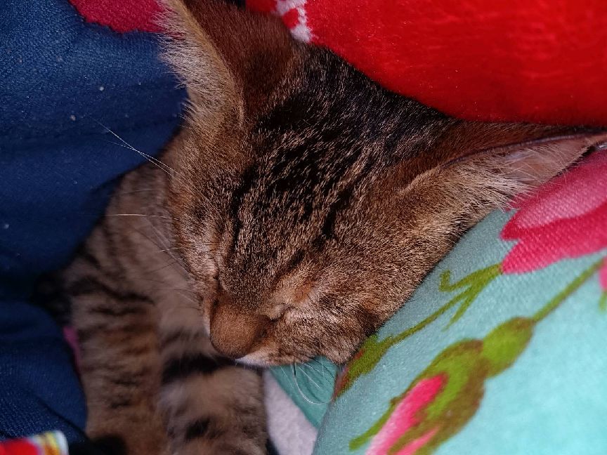 猫图片|宠物猫|猫咪|