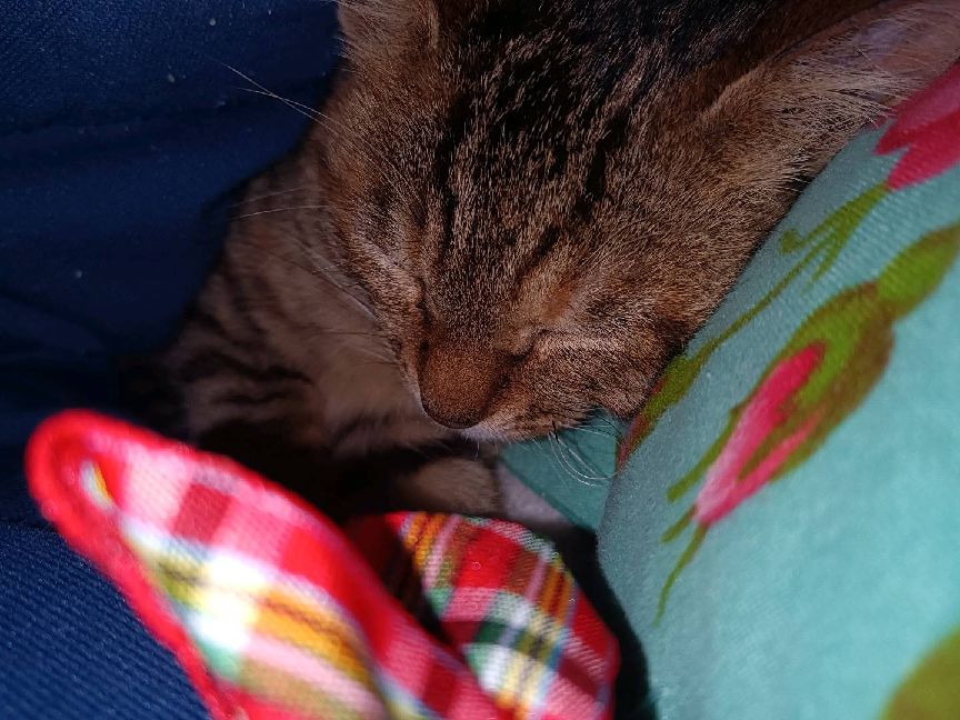 猫图片|宠物猫|猫咪|