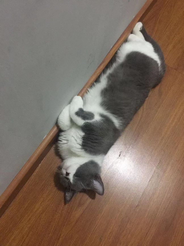 猫图片|宠物猫|猫咪|