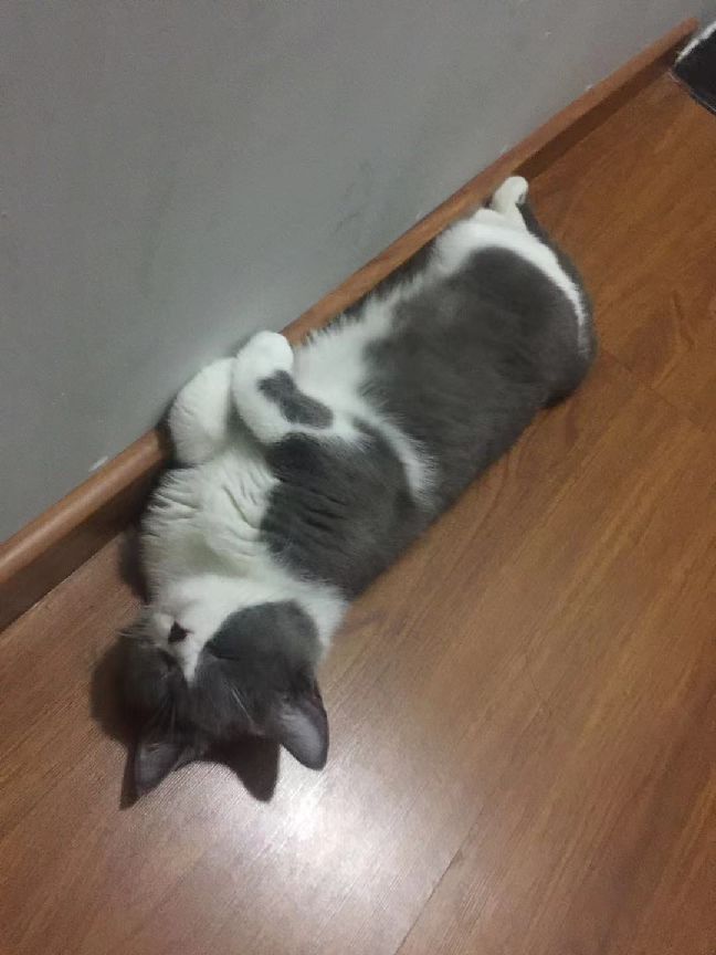 猫图片|宠物猫|猫咪|