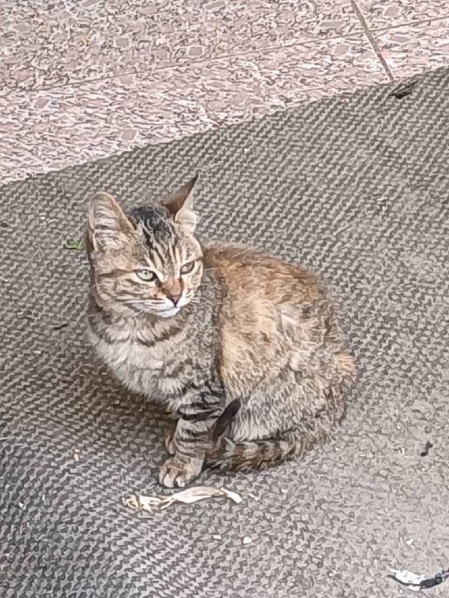 猫图片|宠物猫|猫咪|