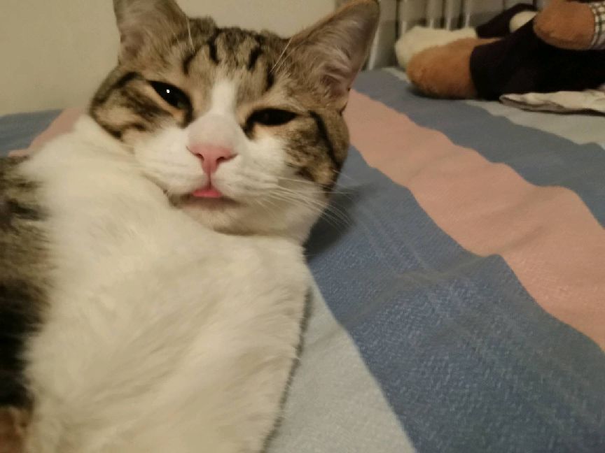 猫图片|宠物猫|猫咪|