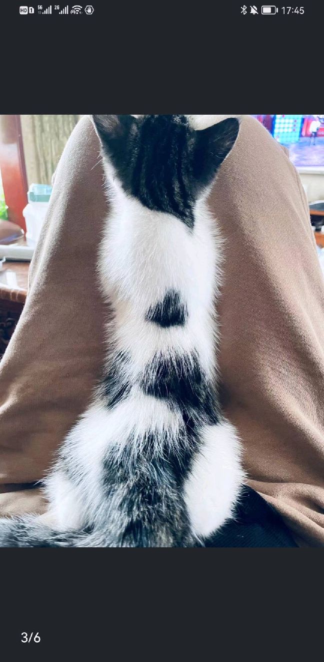 猫图片|宠物猫|猫咪|