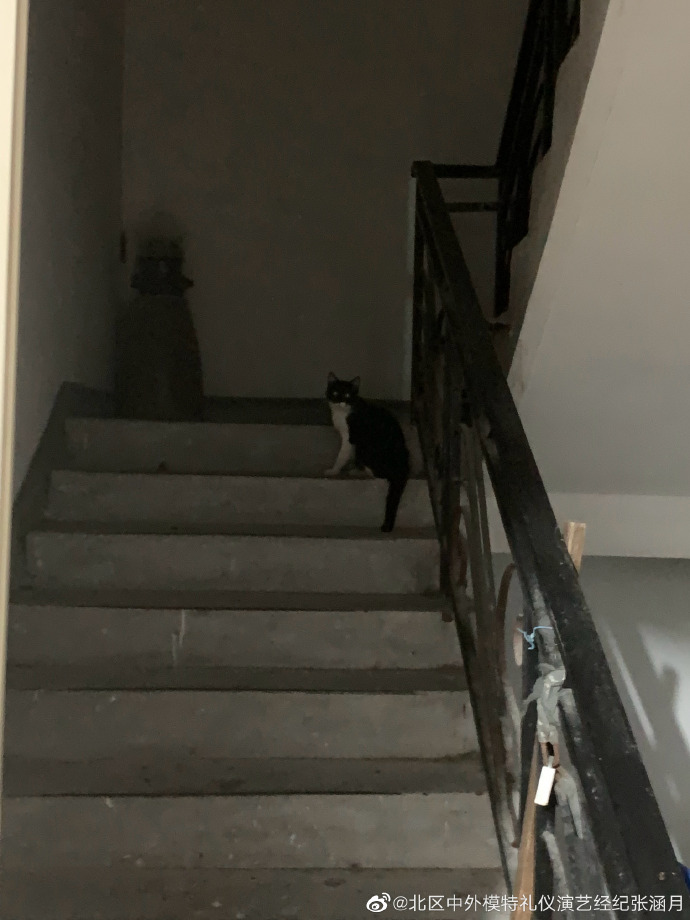 猫图片|宠物猫|猫咪|