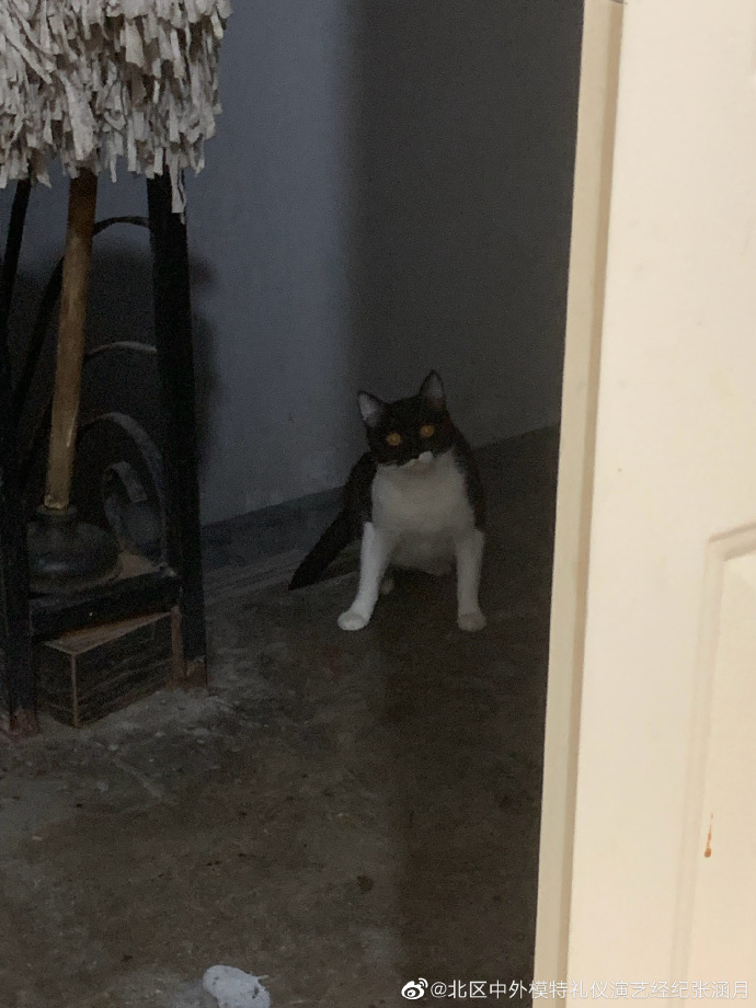 猫图片|宠物猫|猫咪|