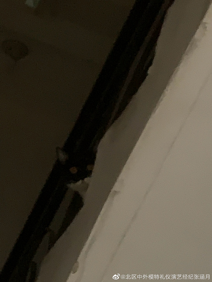 猫图片|宠物猫|猫咪|