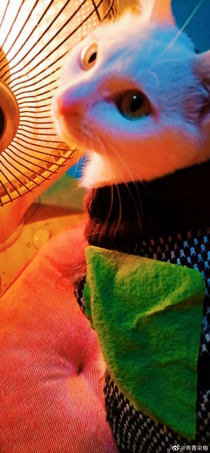 猫图片|宠物猫|猫咪|