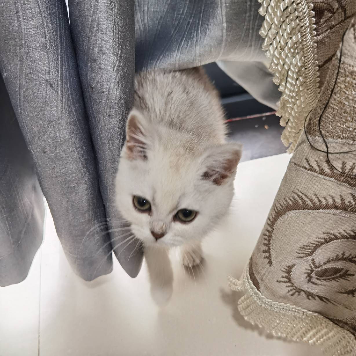 猫图片|宠物猫|猫咪|